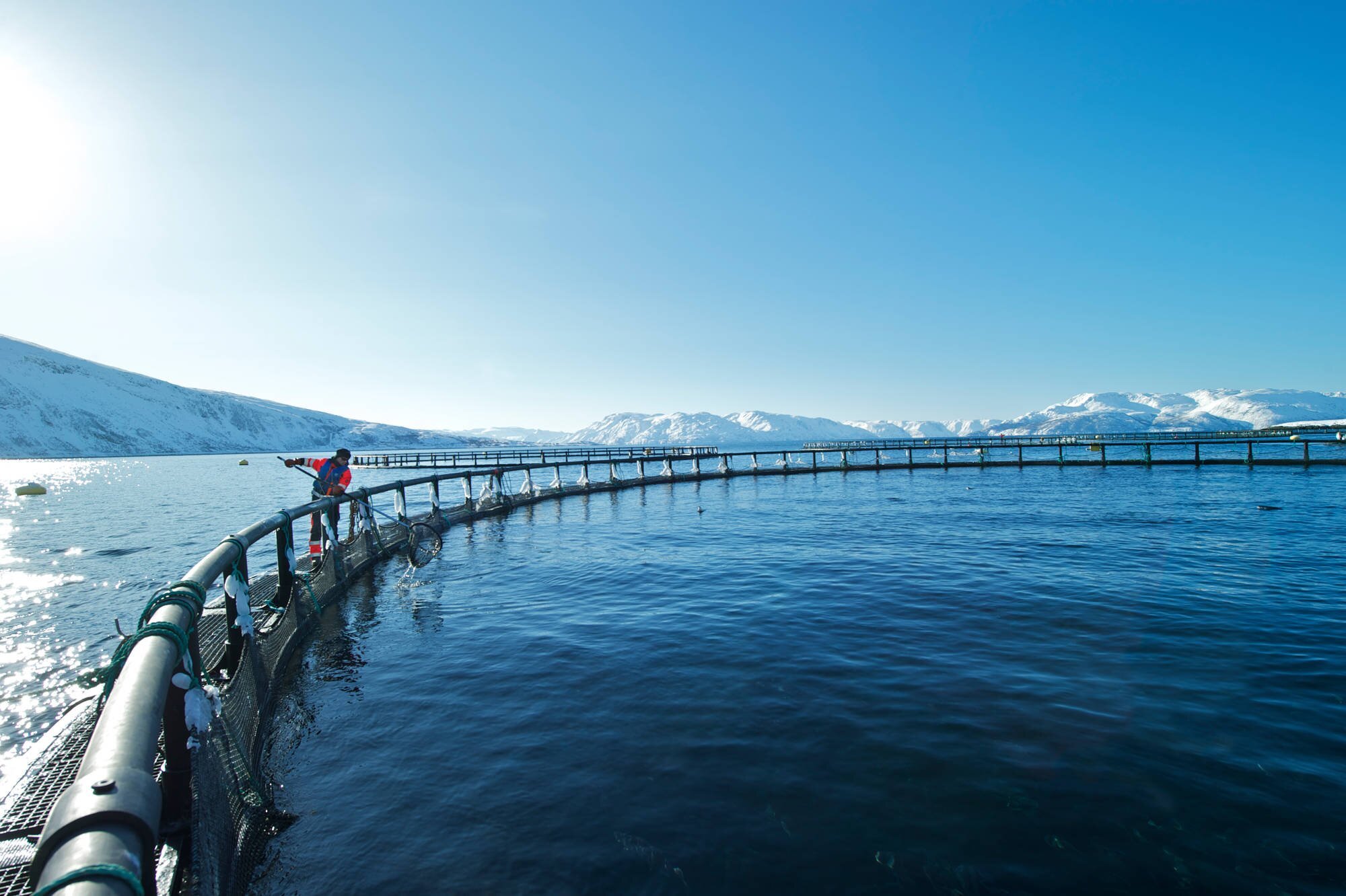 Salmon farming facility  - netpen