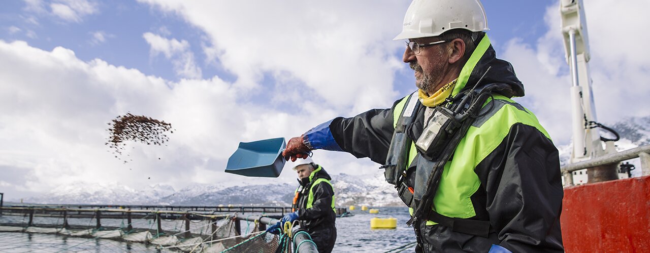 Fish feeding Fish feeding