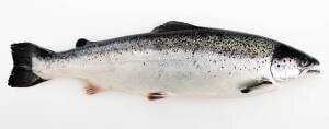 salmon salmon