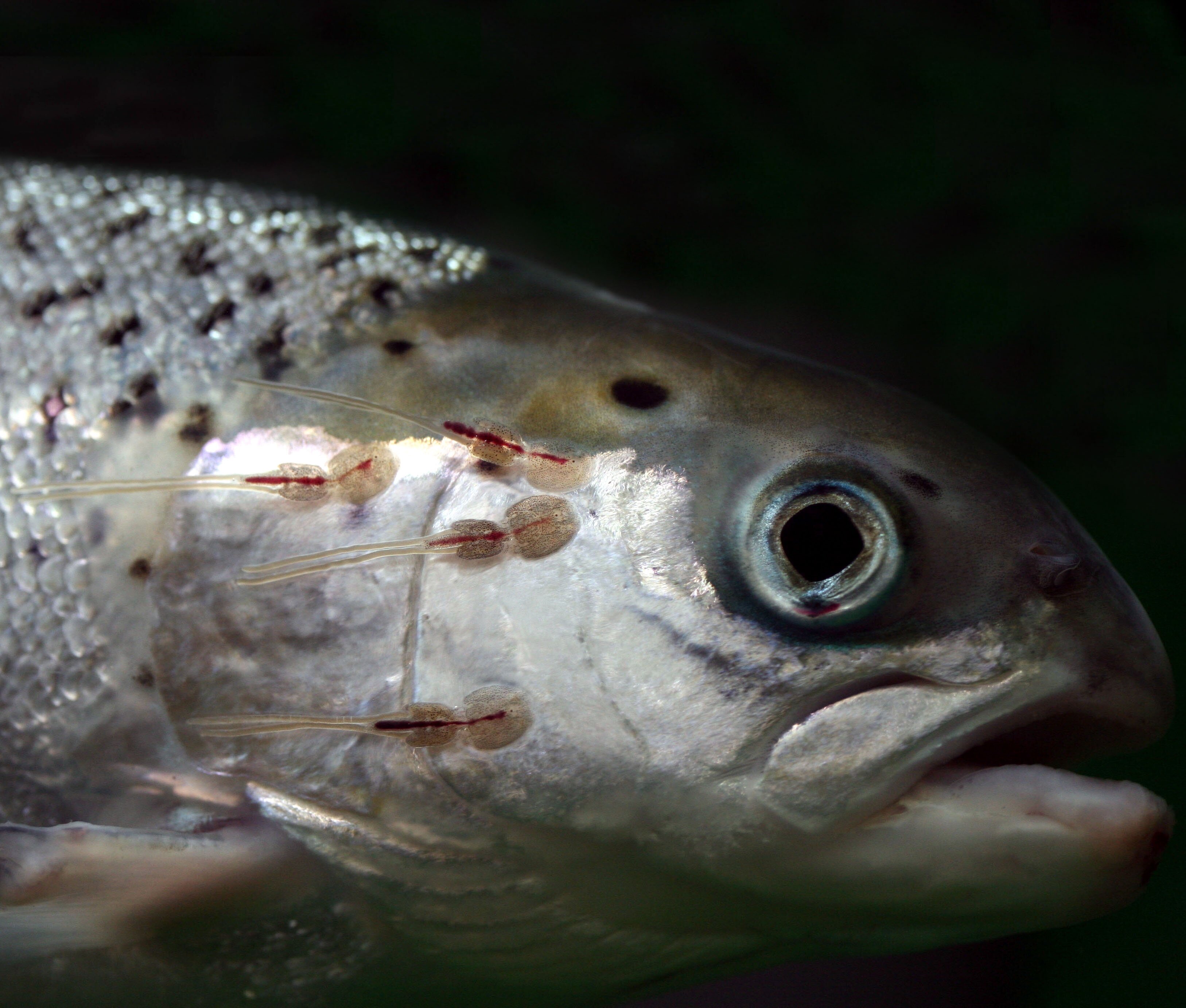 Closeup photo of lice on a salmon