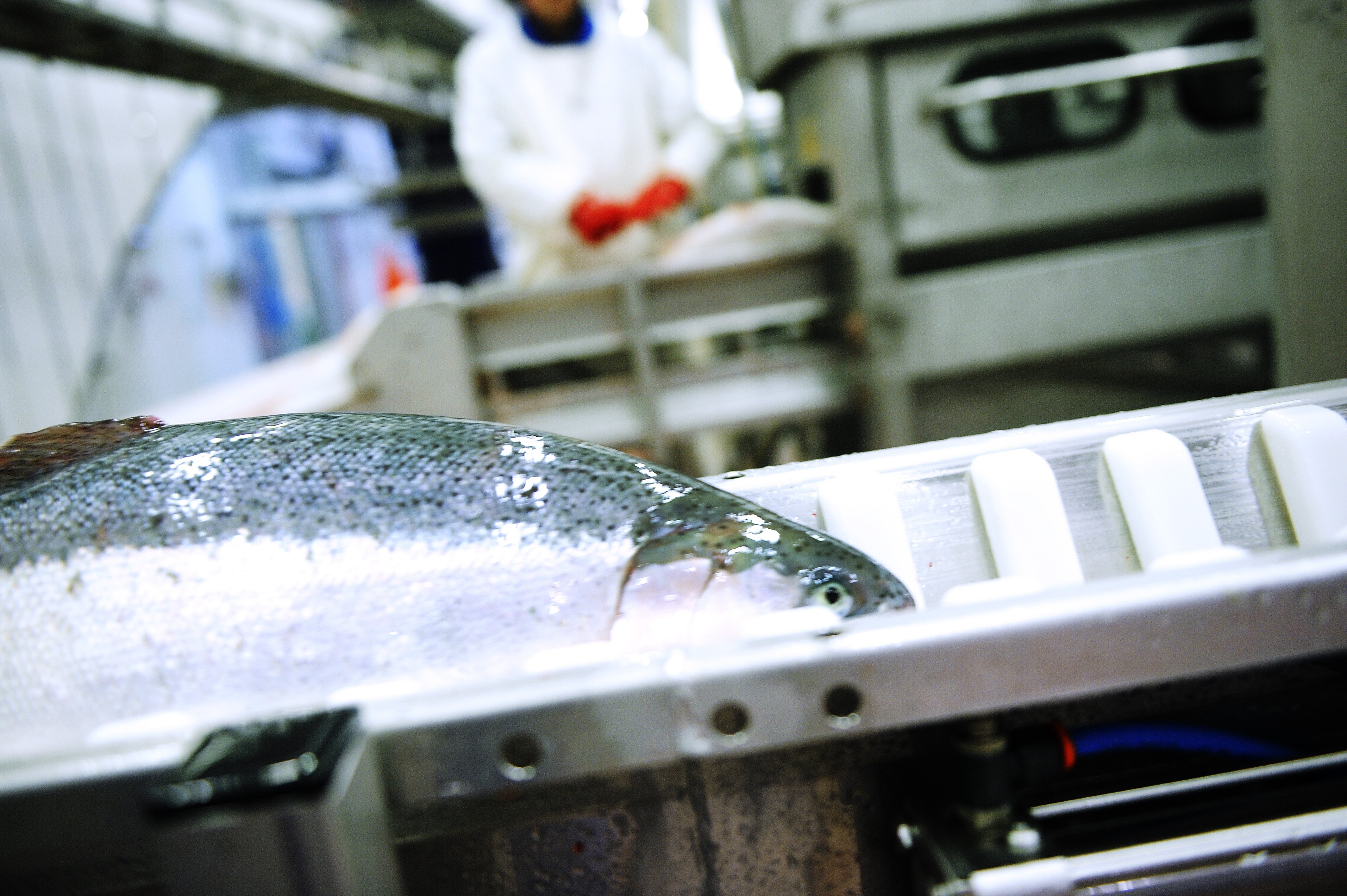 salmon ready for slaughtering