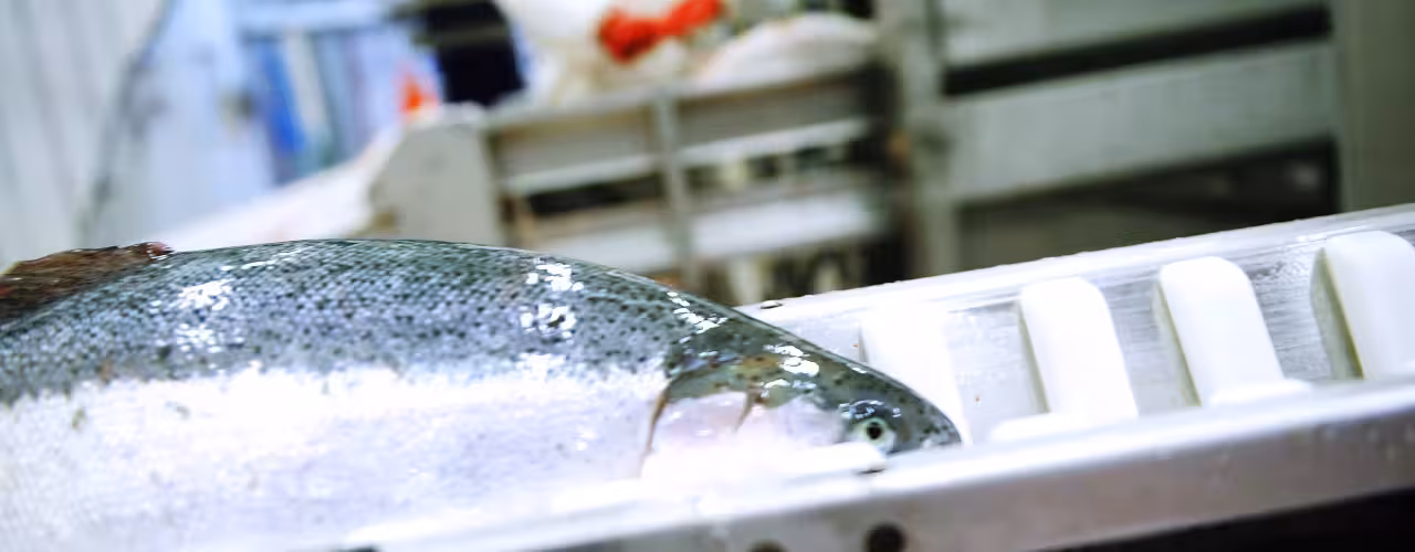 Slaughter of farmed salmon