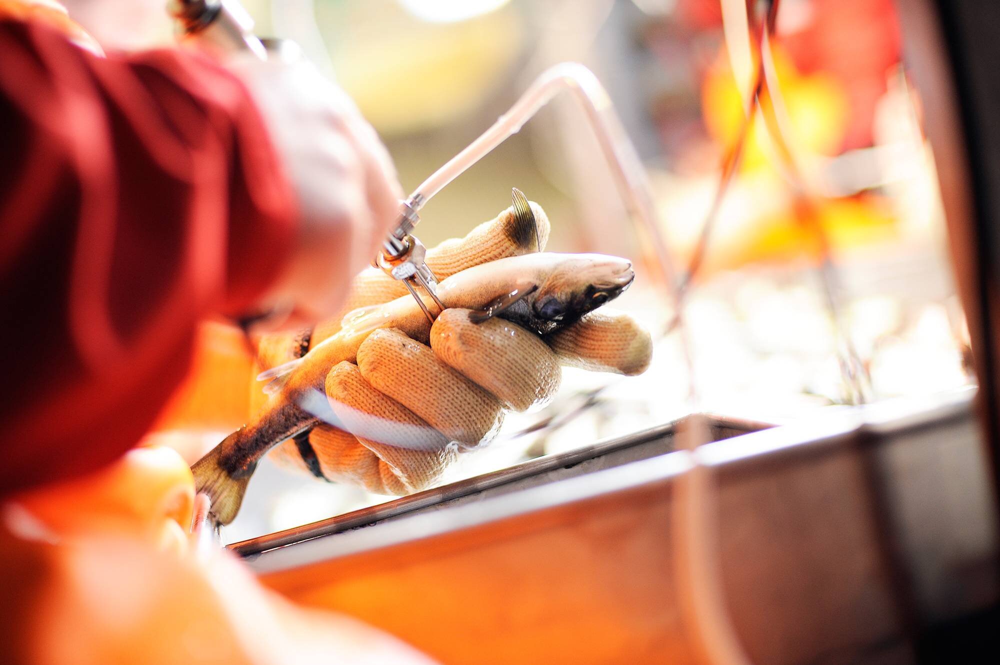 a veterinary checks salmon 