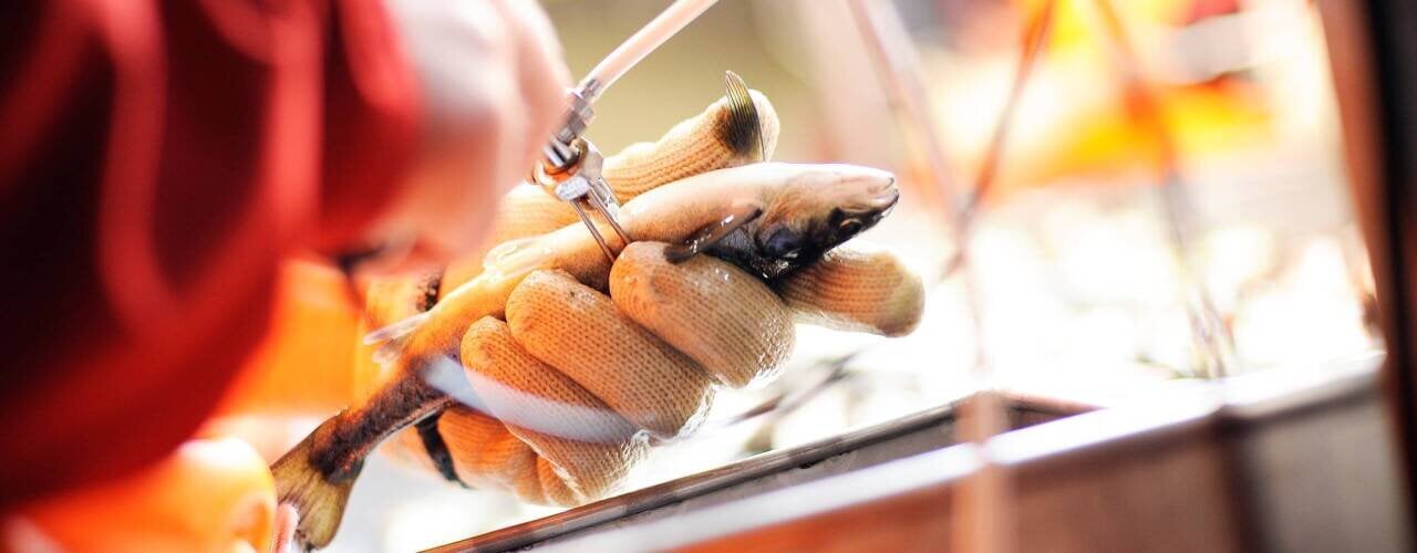 a veterinary checks salmon  a veterinary checks salmon