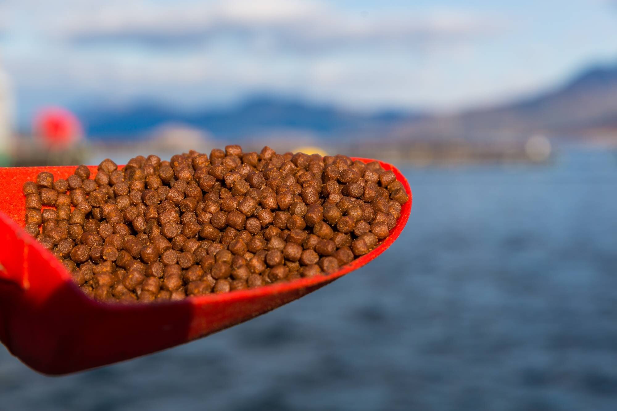 Pellets fish feed